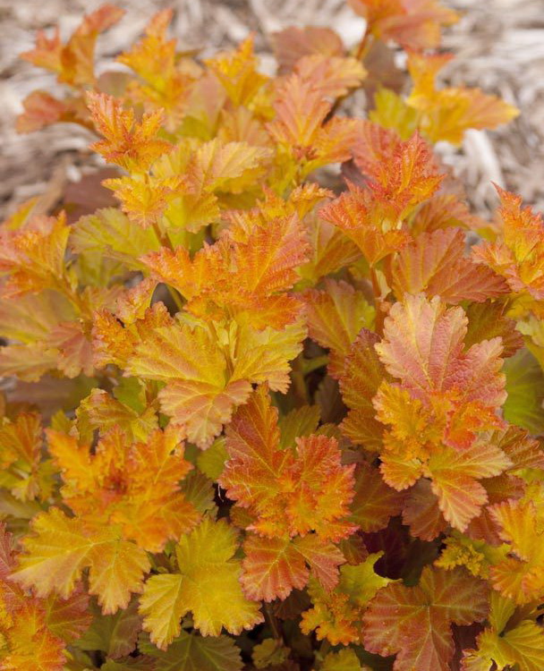 Пузыреплодник калинолистный `Амбер Джубиле`, Physocarpus opulifolius ...